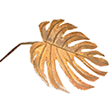 Split Leaf